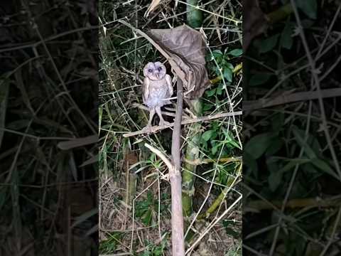 พามาดูนกฮูกที่แอบอยู่หลังใบไม้แห้ง #นกฮูก #นกเค้าแมว #นกแสก #สัตว์โลกน่ารัก #owl #shorts