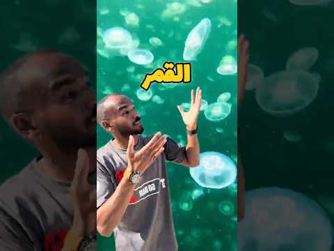 ظهور الجيلى فيش بكميات كبيرة فى ساحل البحر الأحمر فى مصر 🤯 #غوص #modrar #diving