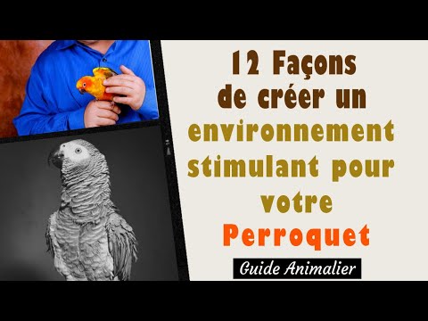 12 Façons de créer un Environnement Stimulant pour votre Perroquet 🦜