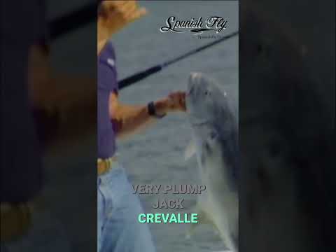 Jose on a big jack crevalle 🎣🐟 & spanish fly video thumbnail
