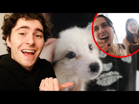 SURPREENDENDO AMIGOS COM CACHORRINHO!! (CHOQUE)