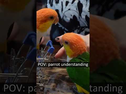 parrot speaking #parrots #parrot #funnyparrots #fyp #foryou #pet #pets #parrotslover #us
