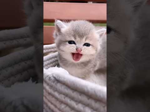 Pa💗Pa💗#cute🤷🏼‍♀️😺#viral #fun #babygirl #baby #funny #cat #cats #funnybaby #catlover #funniestvideo