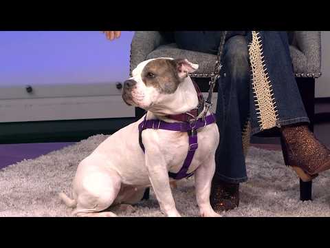 Energetic bulldog-mix needs a <strong>forever</strong> home