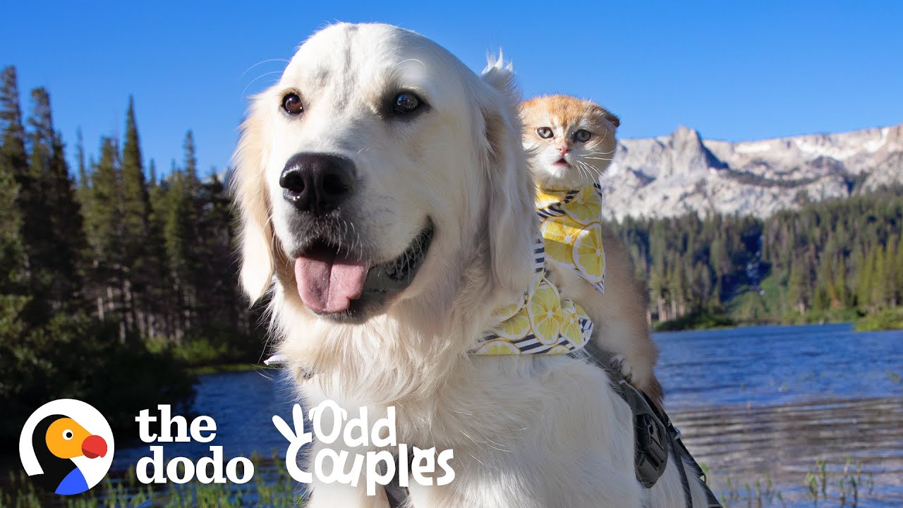 Service Dog Wasn't Playful Until He Met His Kitten Sister Odd Couples