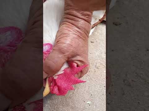 കോഴിയുടെ വാമുള്ള് എടുക്കുന്നത് ഇത്ര എളുപ്പമായിരുന്നോ..?😲🐔🐔