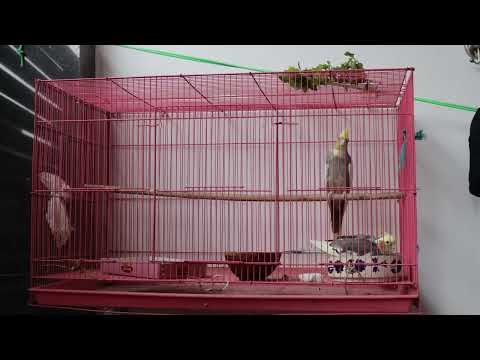 Cocktail Parrot 🦜 single Cage ll New setup cockatiel Parrot 🐦