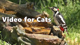 Cat TV ~ Birds for Cats to Watch on The Little Waterfall by Paul Dinning