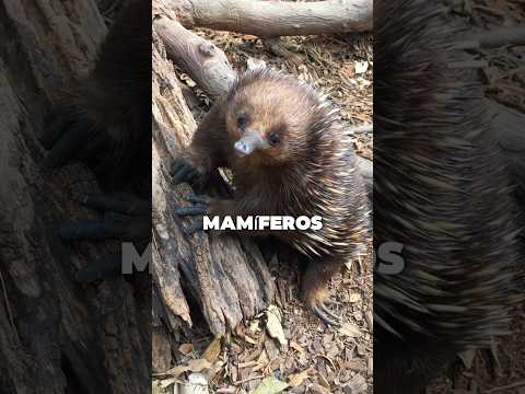 Cosas que no sabias del Equidna 🦔 #animals #equidna #australia #l#curiosidades #shorts #sabiasque