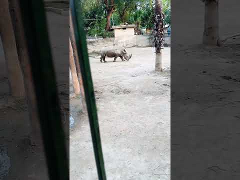 #zain #animation #zoo #rino#shortvideo