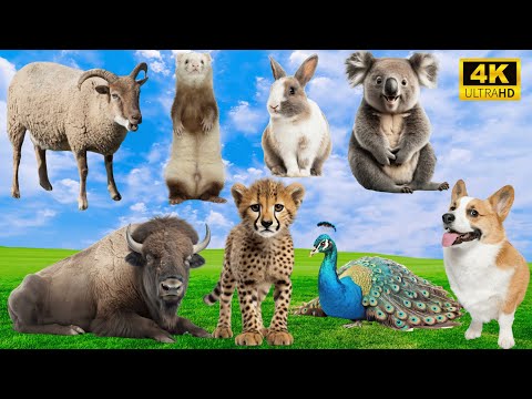 Relax with Animal Sounds: Sheep, Mink, Rabbit, Cow, Lion, Dog, Koala - Animal Videos