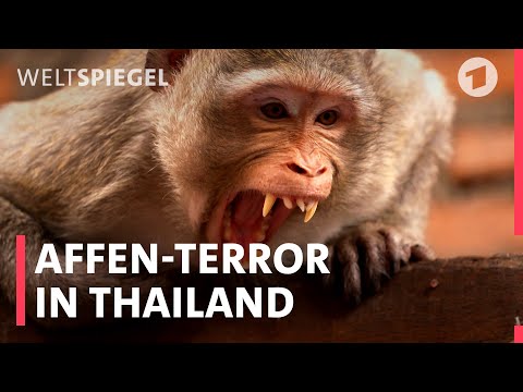 Die Affen sind los! Thailändische Stadt leidet unter Affenhorden