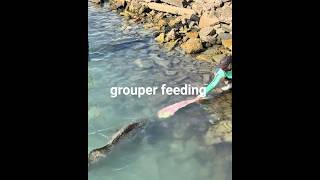 fish feeding