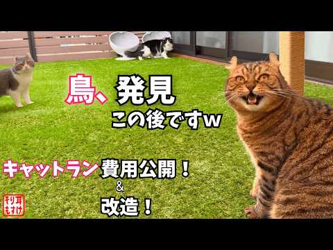 改造キャットランで珍事件❗️大好物の鳥を見つけた猫の反応が予想外過ぎたw