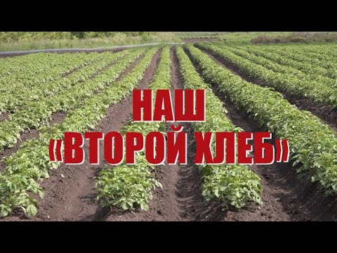 Специальный репортаж «Наш «второй хлеб»