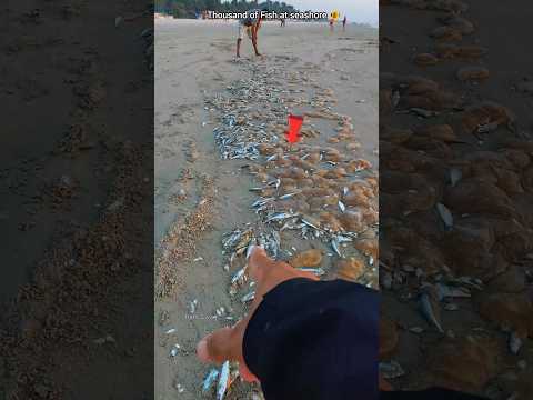 Thousand fish at the seashore: A unique natural event 🥺