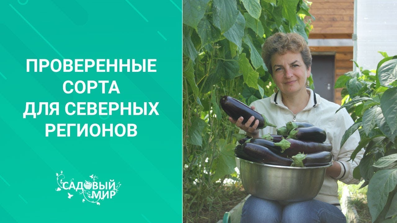 Проверенные сорта томатов и огурцов для северных регионов