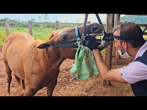 LEVEI O VETERINÁRIO PARA CUIDAR DA MINHA ÉGUA 😰