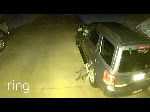 Raccoons Attempt a Car Heist  | RingTV