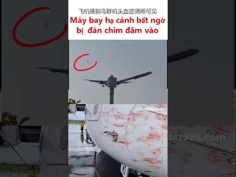 Máy bay hạ cánh bất ngờ bị đàn chim lao vào