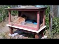 feral cat feeder