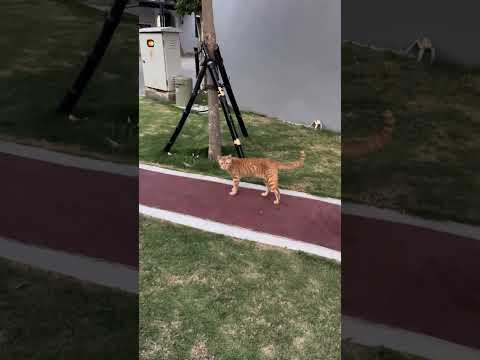 Semua Kucing Capek Kalau Berbicara Sama Om #cat #nizamkucinglucu #kitten #貓咪日常 #cute #imut #貓