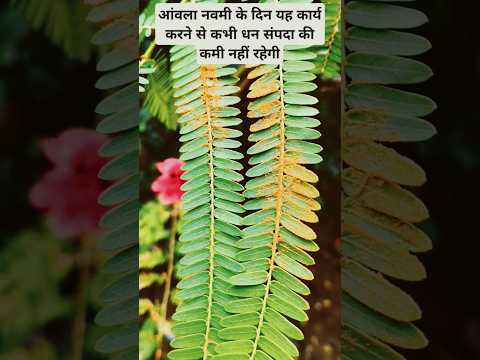 #Shorts आंवला नवमी के दिन यह कार्य करें कभी धन संपदा की कमी नहीं रहेगी #pujyapanditpradeepmishra