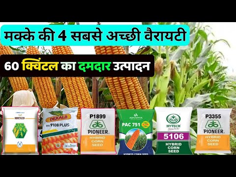 1 एकड़ जमीन में 60 कुंटल का उत्पादन देने वाली मक्के की 4 टॉप वैरायटी | Makka Ki Kheti | Corn Farming