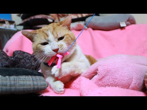 猫の動画サムネイル - 遊ぶうずまき　250609