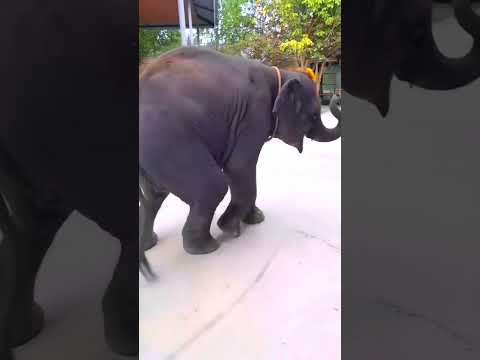 ELEPHANT COMEDY PART 37🤣🤣#aneesfamilyvlogs #elephant #funny #comedy #trendingshorts #viralshort