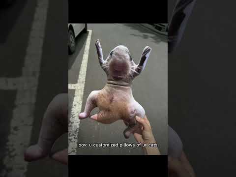 http://uglycat.club/products/uglycat
