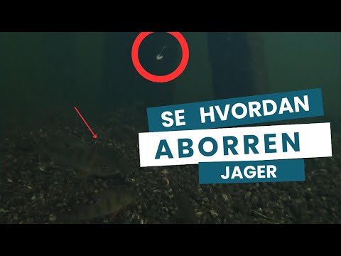 Se hvordan aborren jager - Noget der fanger min opmærksomhed