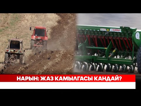 Нарын: Жаз камылгасы кандай?