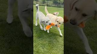 Doggie Daycare As A Summer Blockbuster Movie Trailer Style RogerKingBits