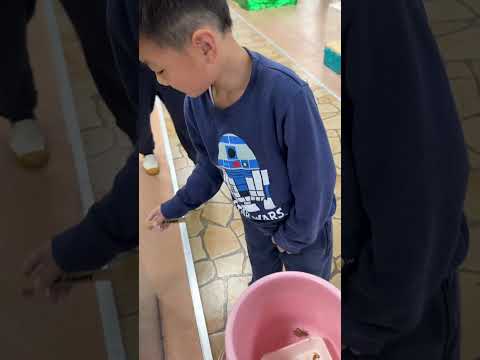 カエルにえさやり🐸