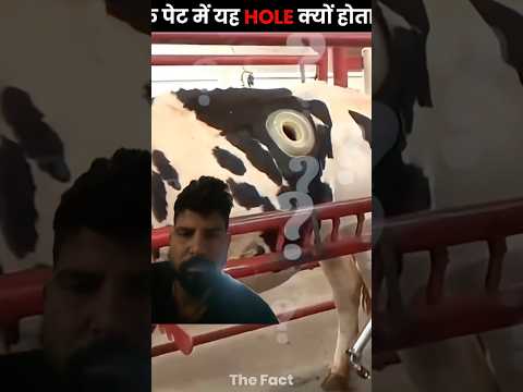 गाय 🐄 के पेट में होल #knoweledgefacts #facts #knowledge #viral #funny #facts #shorts