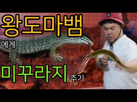 [쩡글TV] 미꾸라지 잡아서 대형 파충류 먹이 주러 가즈아~