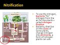 Nitrogen Cycle and Its Importance