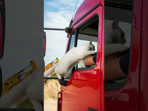 Cat Shockingly Saved Babies ! 😲