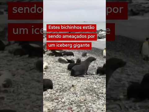 Iceberg “desgovernado” ameaça animais na Antártida #bbcnewsbrasil