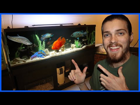 Adding EXOTIC FISH To My 125G AQUARIUM! In this video, I move all the fish from my 75 gallon tank over to the 125 in the new fish room! Than
