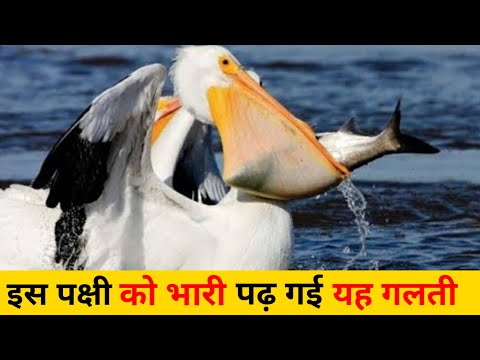 Pelicans Ruthlessly Gulping Down Their Prey | Nature's Fierce Hunters
