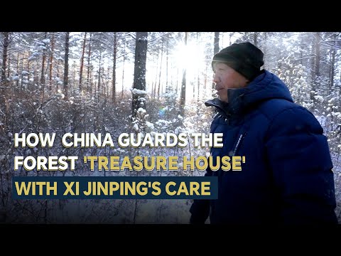 How China guards the forest 'treasure house' with Xi Jinping's care