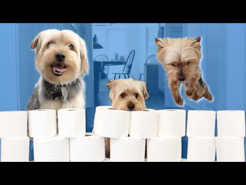 Dogs JUMPING Over TOILET PAPER (The V Family)