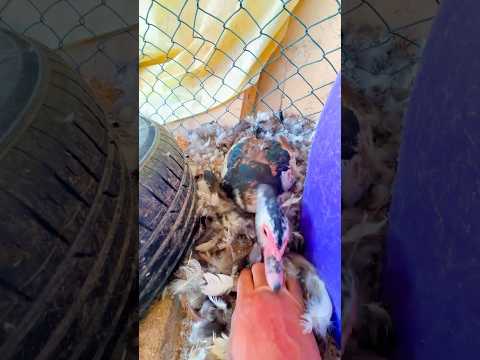 بيض البط🥚😱😭 #animal #chicken #assel #roosterfarm #اكسبلور