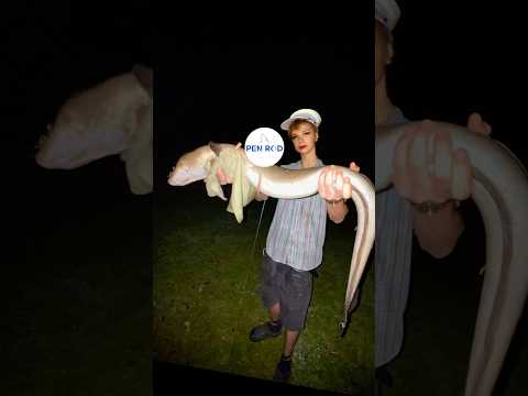 🤔Guess the 🐟his weight, and get a free Rod🎣 #brainrot #fishing #fish #india