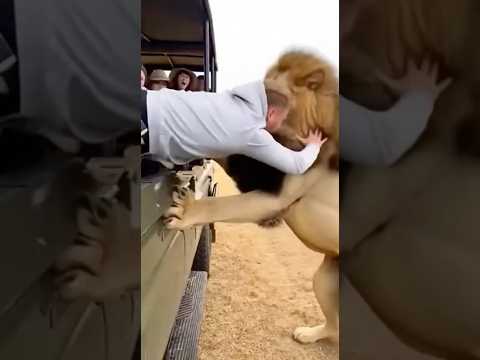 Safari Lion Yanks Tourist Out of the Truck 😱