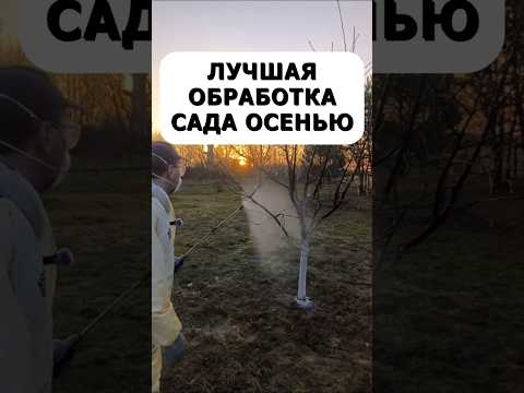 Лучшая обработка сада осенью #сад #дача #огород #урожай #советыдачникам