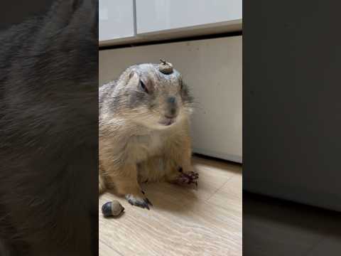 도토리 모자를 쓴 큰 다람쥐 #프레리독 #prairiedog #마멋
