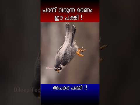 เดชเดฑเดจเตเดจเต เดตเดฐเตเดจเตเดจ เดฎเดฐเดฃเด #shorts #peregreenfalcon #falcon #dangerousanimals